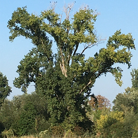 Die alte Pappel im Gastlacher Graben